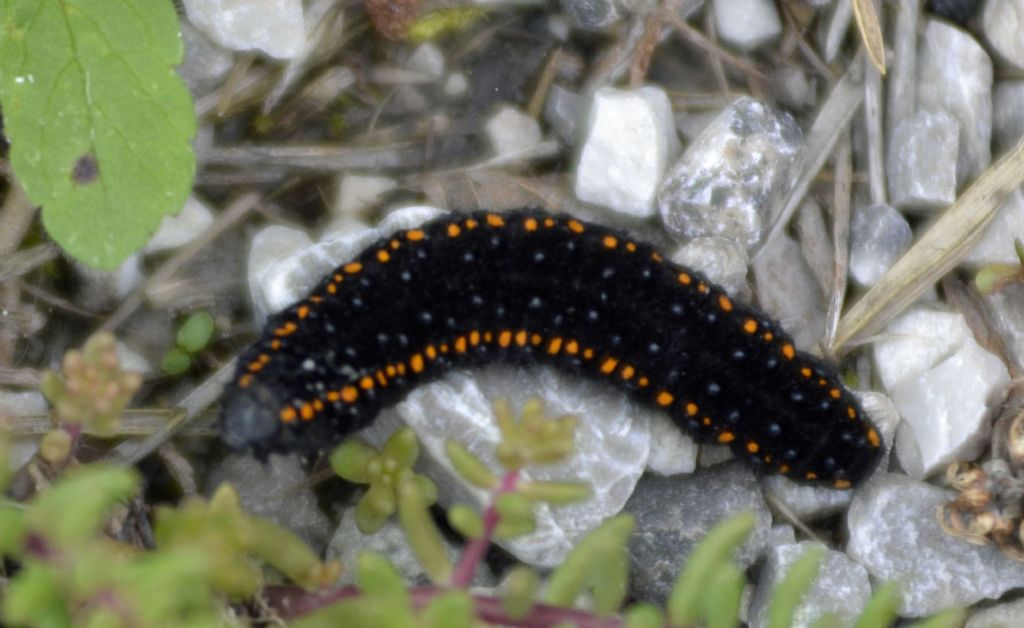 Larva di Parnassius cfr. apollo